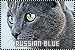  Cats: Russian Blue
