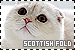  Cats: Scottish Fold
