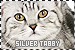  Cats: Silver Tabby