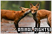  Animal Rights Movement