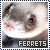 Ferrets button